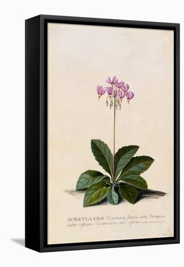 Botanical Print of Shooting Star-Johann Wilhelm Weinmann-Framed Stretched Canvas