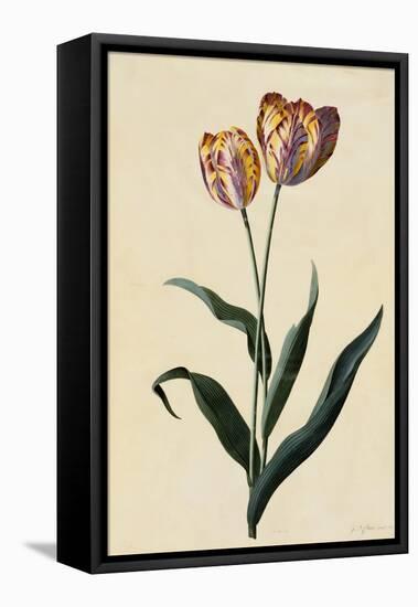 Botanical Print of Tulip-Johann Wilhelm Weinmann-Framed Stretched Canvas