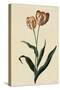 Botanical Print of Tulip-Johann Wilhelm Weinmann-Stretched Canvas