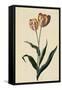 Botanical Print of Tulip-Johann Wilhelm Weinmann-Framed Stretched Canvas