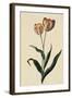 Botanical Print of Tulip-Johann Wilhelm Weinmann-Framed Giclee Print