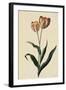 Botanical Print of Tulip-Johann Wilhelm Weinmann-Framed Giclee Print