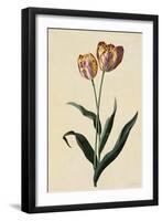 Botanical Print of Tulip-Johann Wilhelm Weinmann-Framed Giclee Print