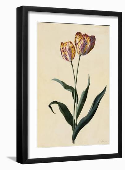 Botanical Print of Tulip-Johann Wilhelm Weinmann-Framed Giclee Print