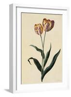 Botanical Print of Tulip-Johann Wilhelm Weinmann-Framed Giclee Print