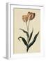 Botanical Print of Tulip-Johann Wilhelm Weinmann-Framed Giclee Print