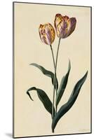 Botanical Print of Tulip-Johann Wilhelm Weinmann-Mounted Giclee Print