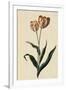 Botanical Print of Tulip-Johann Wilhelm Weinmann-Framed Giclee Print