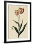 Botanical Print of Tulip-Johann Wilhelm Weinmann-Framed Giclee Print