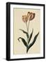 Botanical Print of Tulip-Johann Wilhelm Weinmann-Framed Premium Giclee Print