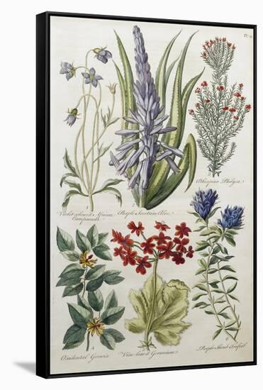 Botanical Print of Various Flowers-J. Hill-Framed Stretched Canvas