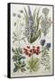 Botanical Print of Various Flowers-J. Hill-Framed Stretched Canvas