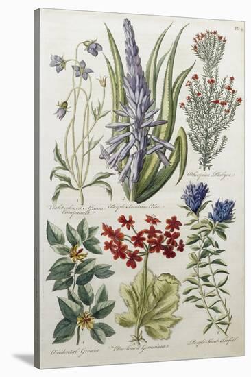 Botanical Print of Various Flowers-J. Hill-Stretched Canvas