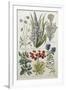 Botanical Print of Various Flowers-J. Hill-Framed Giclee Print