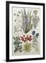 Botanical Print of Various Flowers-J. Hill-Framed Giclee Print