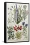 Botanical Print of Various Flowers-J. Hill-Framed Stretched Canvas