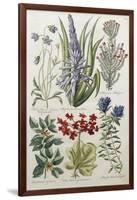 Botanical Print of Various Flowers-J. Hill-Framed Giclee Print