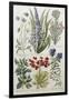 Botanical Print of Various Flowers-J. Hill-Framed Giclee Print