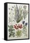 Botanical Print of Various Flowers-J. Hill-Framed Stretched Canvas