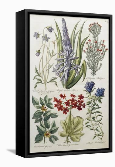 Botanical Print of Various Flowers-J. Hill-Framed Stretched Canvas