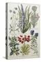 Botanical Print of Various Flowers-J. Hill-Stretched Canvas