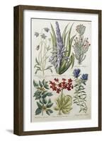 Botanical Print of Various Flowers-J. Hill-Framed Giclee Print