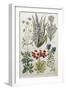 Botanical Print of Various Flowers-J. Hill-Framed Giclee Print