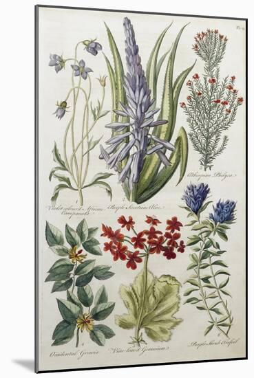 Botanical Print of Various Flowers-J. Hill-Mounted Giclee Print