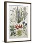 Botanical Print of Various Flowers-J. Hill-Framed Giclee Print