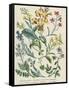 Botanical Print of Wildflowers from Rambles in Search of Wild Flowers by Margaret Plues-null-Framed Stretched Canvas