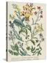 Botanical Print of Wildflowers from Rambles in Search of Wild Flowers by Margaret Plues-null-Stretched Canvas