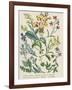 Botanical Print of Wildflowers from Rambles in Search of Wild Flowers by Margaret Plues-null-Framed Photographic Print