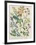 Botanical Print of Wildflowers from Rambles in Search of Wild Flowers by Margaret Plues-null-Framed Photographic Print
