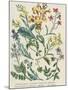 Botanical Print of Wildflowers from Rambles in Search of Wild Flowers by Margaret Plues-null-Mounted Photographic Print