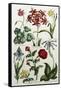 Botanical Print-J. Hill-Framed Stretched Canvas