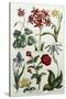 Botanical Print-J. Hill-Stretched Canvas