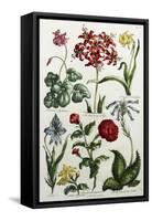 Botanical Print-J. Hill-Framed Stretched Canvas