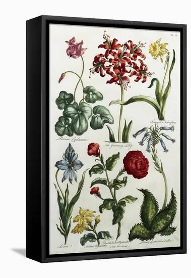 Botanical Print-J. Hill-Framed Stretched Canvas