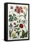 Botanical Print-J. Hill-Framed Stretched Canvas