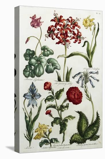 Botanical Print-J. Hill-Stretched Canvas