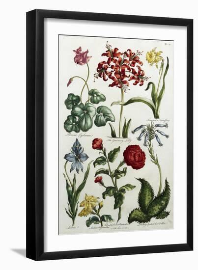 Botanical Print-J. Hill-Framed Giclee Print