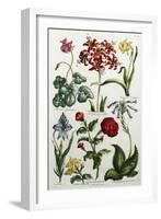 Botanical Print-J. Hill-Framed Giclee Print