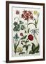 Botanical Print-J. Hill-Framed Giclee Print