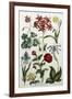 Botanical Print-J. Hill-Framed Giclee Print