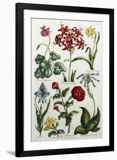 Botanical Print-J. Hill-Framed Giclee Print