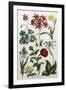 Botanical Print-J. Hill-Framed Giclee Print