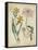 Botanical Repertoire I-Vision Studio-Framed Stretched Canvas