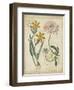 Botanical Repertoire I-Vision Studio-Framed Art Print