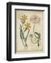 Botanical Repertoire I-Vision Studio-Framed Art Print