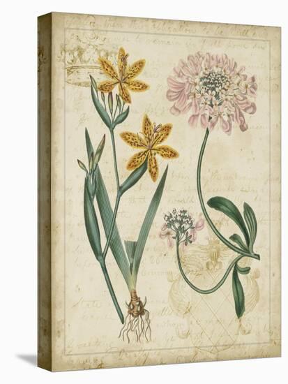 Botanical Repertoire I-Vision Studio-Stretched Canvas
